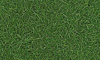 Grass 025